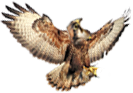 eagle